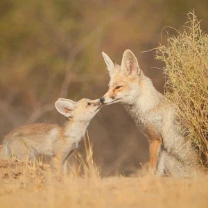 Desert National Park