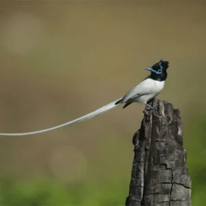 Kilbury Bird Sanctuary