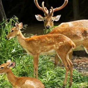 Malsi Deer Park
