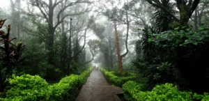 Nandi Hills Weather