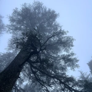 Things to Do in Chakrata