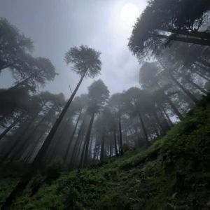 Chakrata Temperature Today